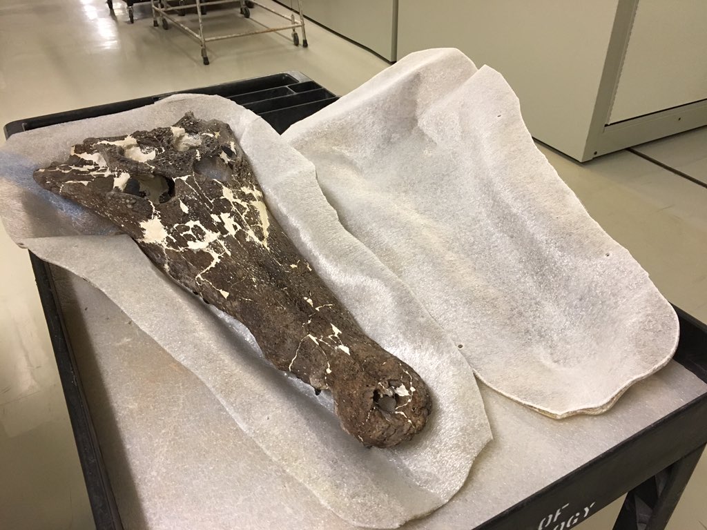 Dr_CrocoGator's tweet photo. It’s a #croctastic #FossilFriday today! Better Building Data is @sciencemuseummn today scanning objects. First up is this beautiful #crocodile skull, Borealosuchus (60 million years old from North Dakota). Can’t wait to see the final 3D file! #ShareYourDiscovery https://t.co/q2R1rT6HnC