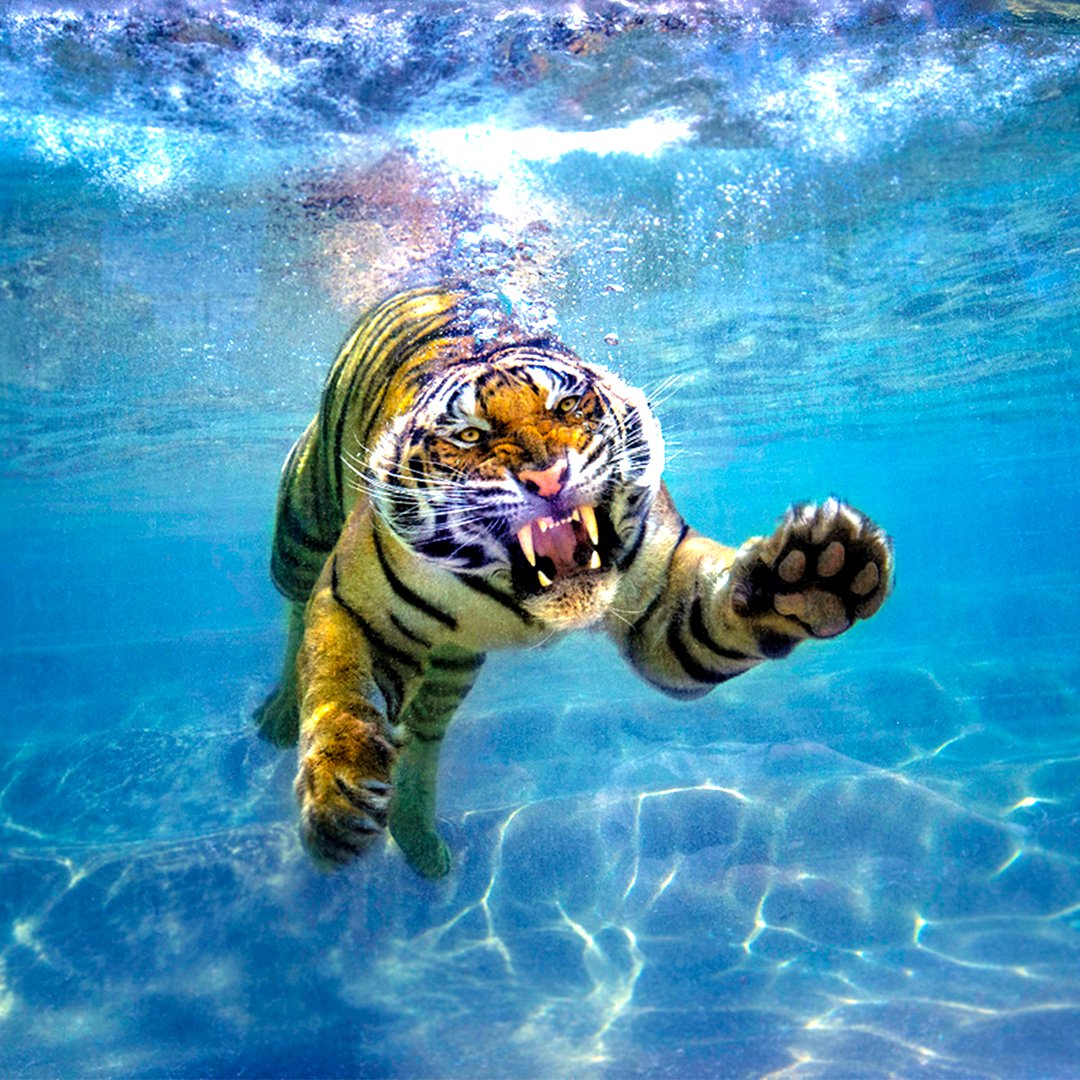 TygerGrp's tweet image. Happy First Day of Summer 2019 from Tyger Group! ☀️🐯💦
#MastersOfDisaster #Summer