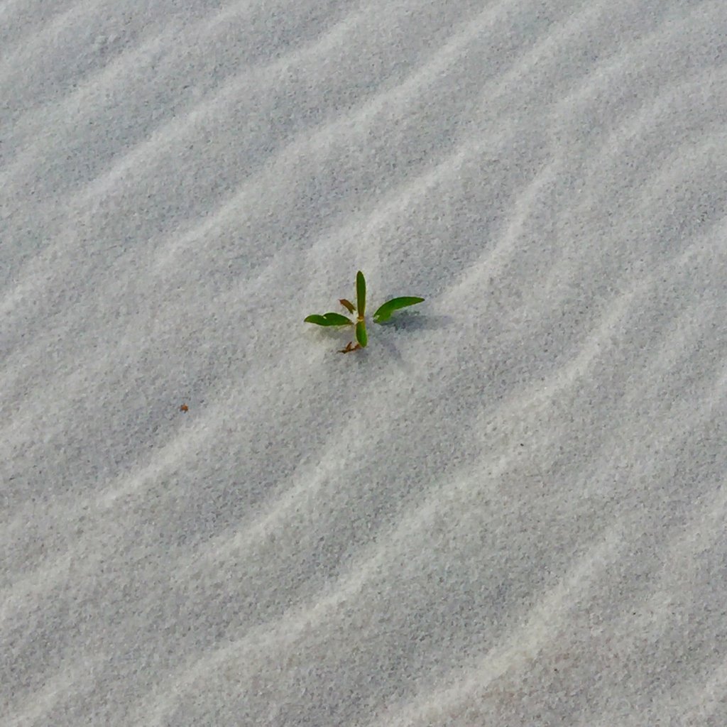 reeceennis22's tweet photo. The little plant that could, Destiny's Child would be so proud #imasurvivor #beachdays #sandinmytoes #summer https://t.co/YZKlODb7fx