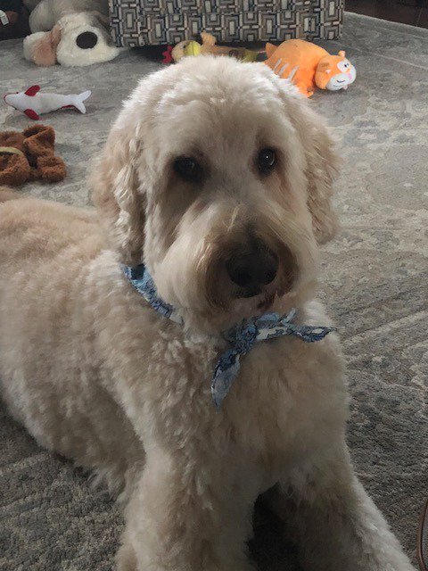 xee_dog's tweet photo. Buckeye also enjoys running around the office! This #dood sure knows how to have a good time - every time. #BringYourDogToWorkDay https://t.co/Oh4A9krSba