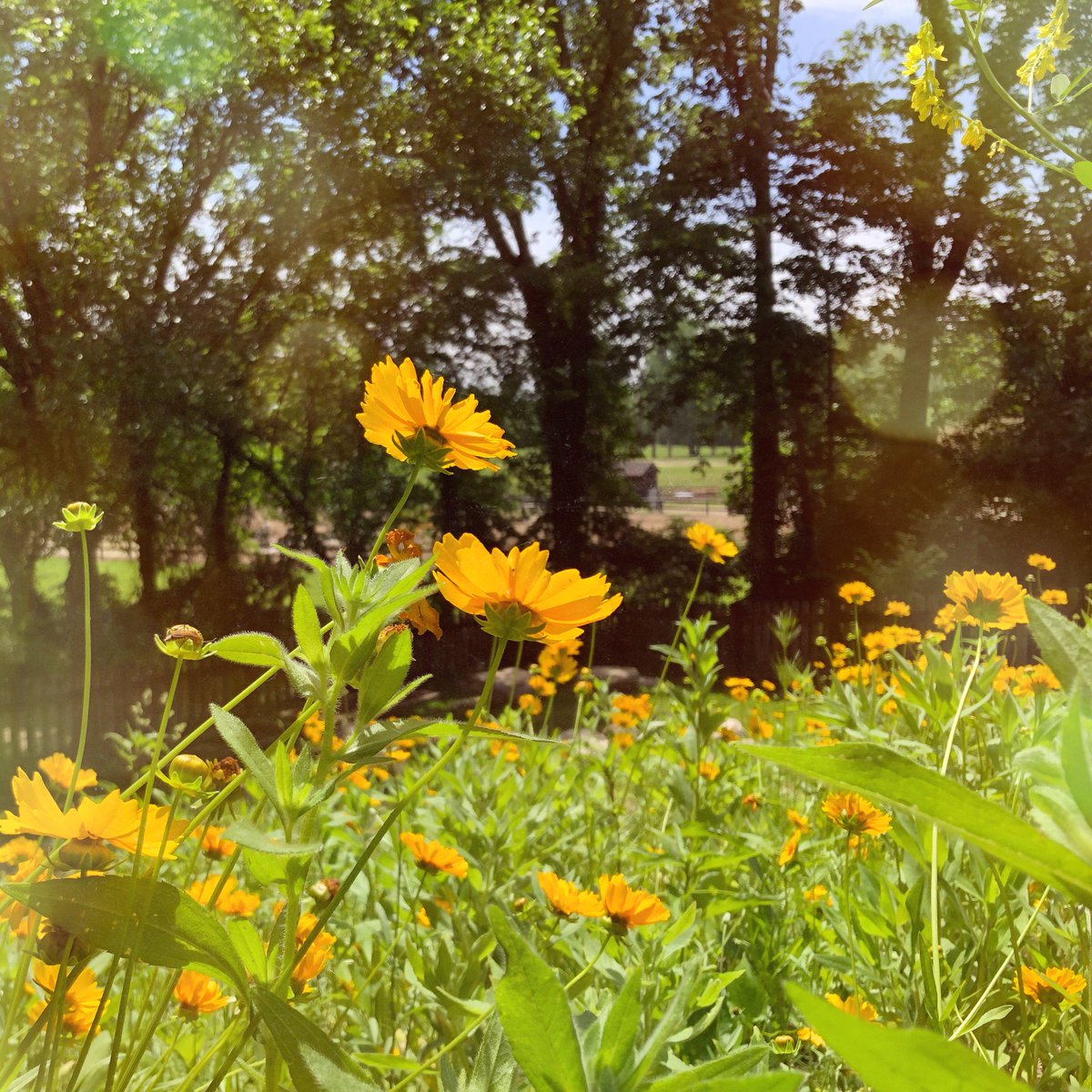 carrieciula's tweet photo. :: happy summer solstice :: https://t.co/qPMB6k9V4z