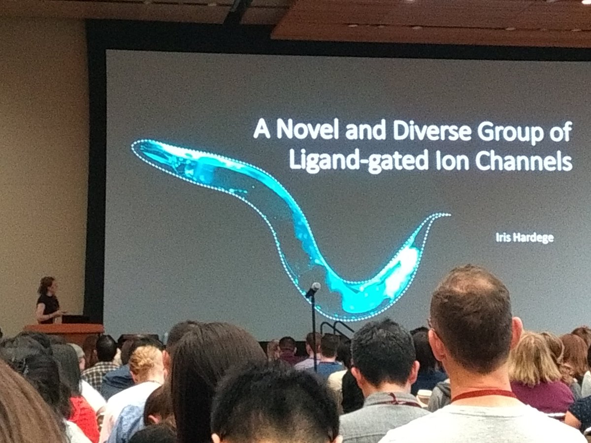 EvaKaulich's tweet photo. @IHardege from the @MRC_LMB @W_R_schafer lab at the #worm19 meeting talking about the great work she did on determining ligands for many currently uncharacterised ligand-gated ion channels. #LMBworms https://t.co/655eLjRWSg