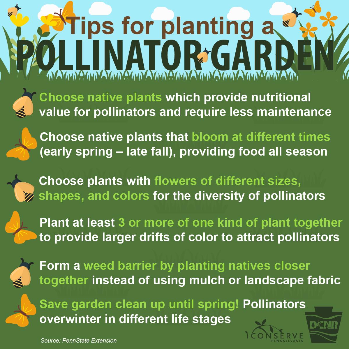 DCNRnews's tweet image. We’re so excited to see the ♥ out there for #pollinators 🦋🐝, so we’d like to share some helpful tips from #PennStateExtension for planting a pollinator garden. Learn more ➡ bit.ly/2L54jcx #NationalPollinatorWeek #iConservePA