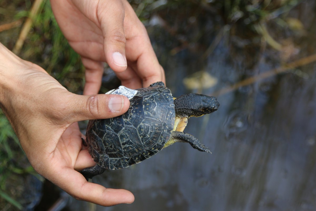 TheTorontoZoo's tweet photo. Into the wild you go 🐢 Today the Zoo, @ParksCanada @TRCA_HQ and @ONresources released 48 Blanding’s turtles into the Rouge National Urban Park  #savingspecies https://t.co/VF1070brW2