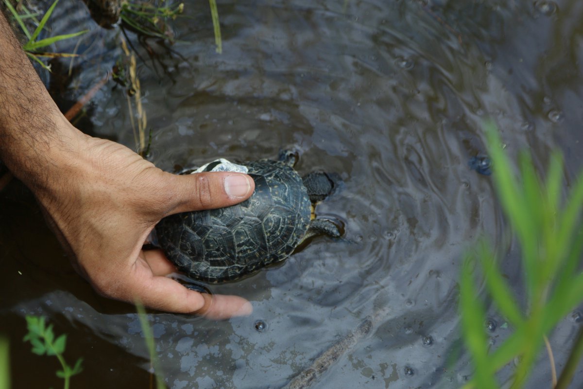 TheTorontoZoo's tweet photo. Into the wild you go 🐢 Today the Zoo, @ParksCanada @TRCA_HQ and @ONresources released 48 Blanding’s turtles into the Rouge National Urban Park  #savingspecies https://t.co/VF1070brW2
