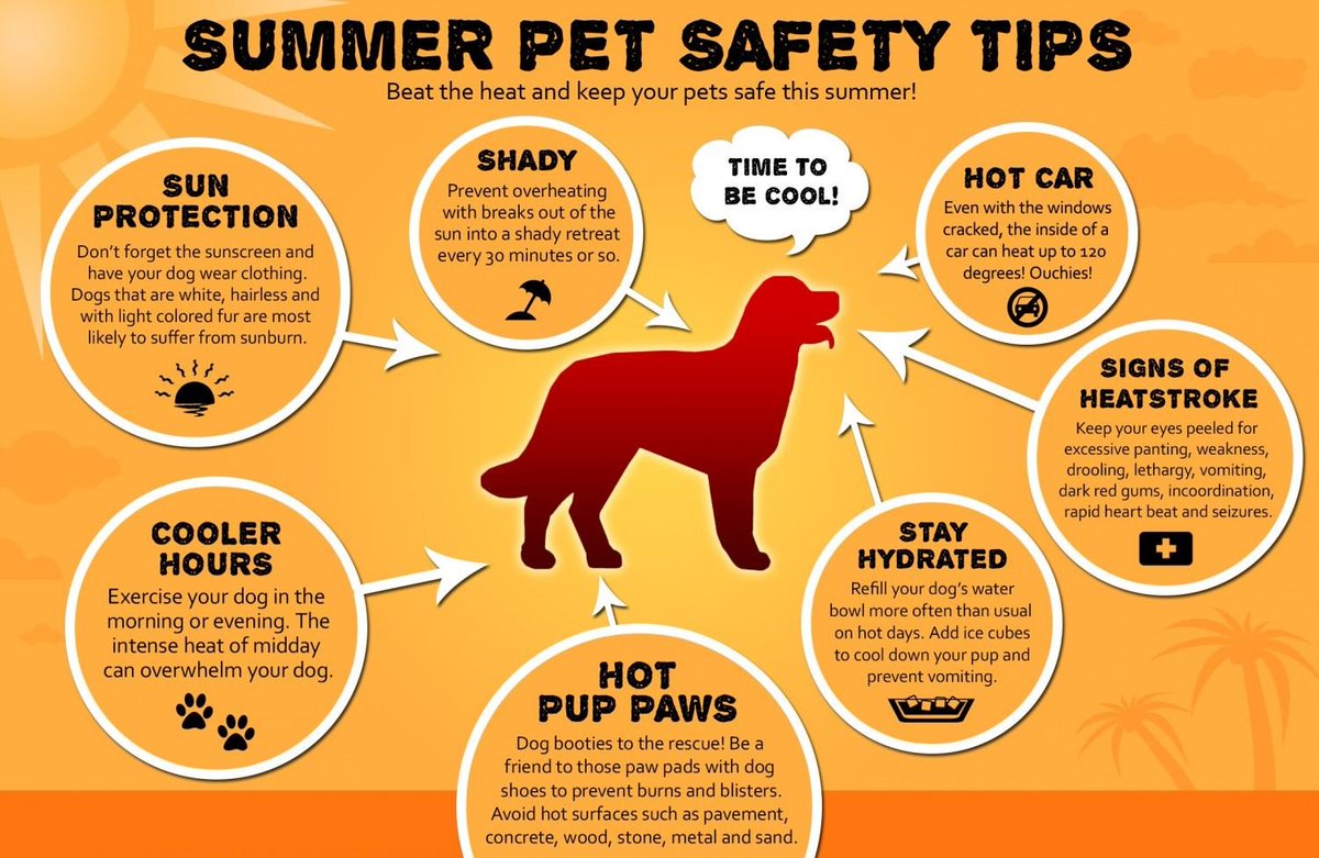 ACDCdispatch's tweet image. ACDC dispatchers LOVE our pets! 🐶🐱 We keep them safe &amp;amp; cool using these tips &amp;amp; you should too!
#ACDCpublicsafety #ACDCcares #PetSafety