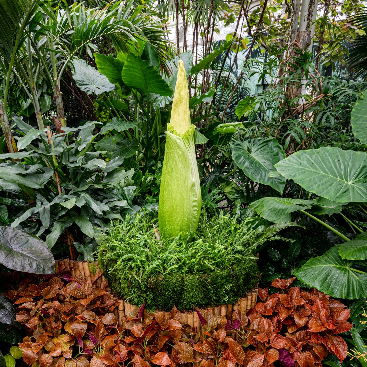 New York Botanical Garden Auf Twitter We Re Marking The Summersolstice With A Big Announcement A Corpse Flower Is Set To Bloom At Nybg An Amorphophallus Titanum Is Now On Display In The Haupt