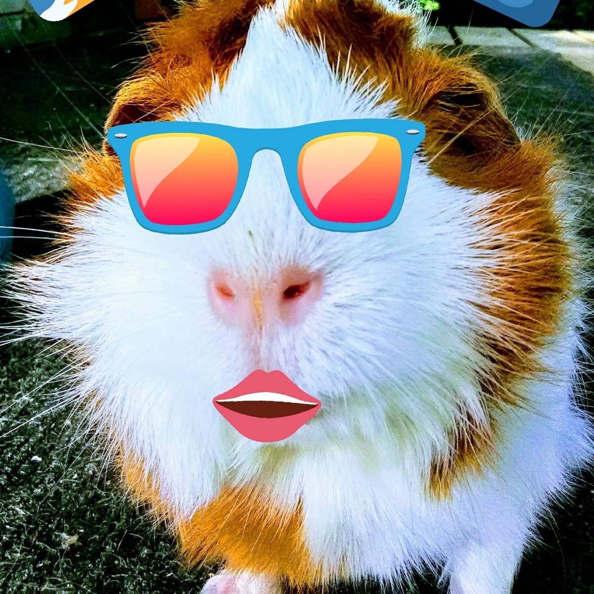 graceamazes1's tweet photo. SHOUT OUT to ALL my #piggypantaloonpals in Guinea #PigDom!! Have yourselves a #Wheekin #Wheekend and be sure to WHEEK Loud and Proud...no slacking for the PigMoms &amp; PigDadios out there. 😁😂😂👍♥️ https://t.co/Mi7sDd7MHf