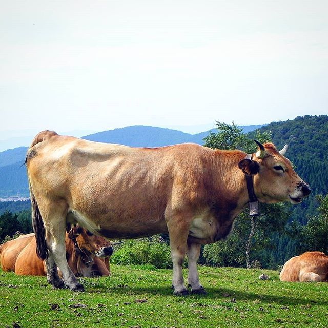 NaturZip's tweet photo. Ni muu! Que ya es viernes! 🗓️🐄
__________________
#vaca #viernes #cow #friday #cowboy #cows #animalworld #animalwild #animallovers #animalshots #animalsaddict #animalgram #animalfanatics #animalsofig #animals_in_world #animalsofinstagram #animallove #animalpics #animalphoto … https://t.co/deURMXcqF4