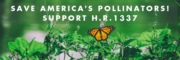 ByondPesticides's tweet photo. Who is your #pollinatorhero? @repblumenauer and @RepMcGovern – who introduced the Saving America’s Pollinators Act! #SAPA #ProtectPollinators
https://t.co/hYNiSxQdYb https://t.co/oUI9WXUlm9