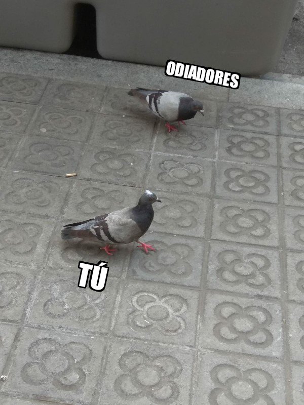 Rate This Pidgeon (@ratethispidgeon) on Twitter photo 