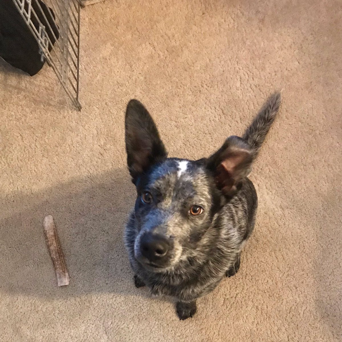 9 month old blue heeler