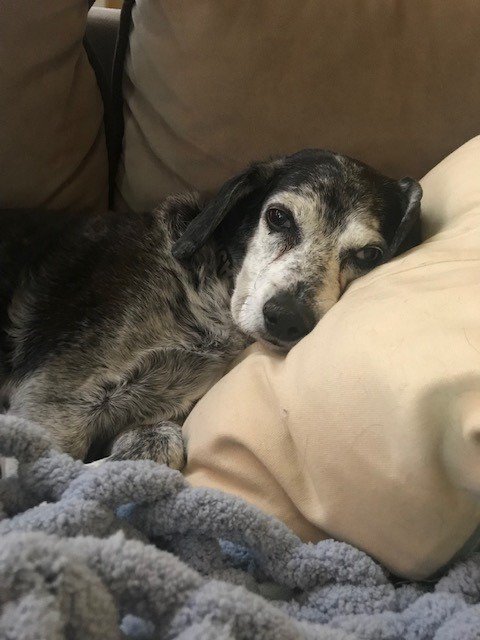 xee_dog's tweet photo. This is Cash - The Man in Black (even though he's a little grey/white now). He rules his roost from the homestead, but can you blame him? Look at that comfy couch... #BringYourDogToWorkDay https://t.co/ObUQIMJJWP