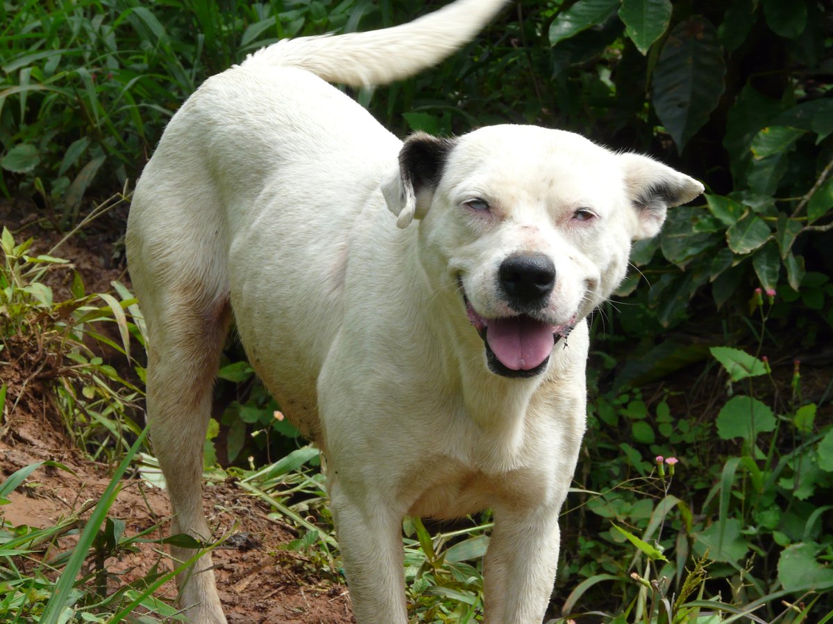 This is Blanca, she's 6 years old and is La Lomita's chief security officer. 

We are all indebted to her continued service.#LaLomita #Coffee #VagabondCoffeeRoasters #DirectTrade #LaLo19