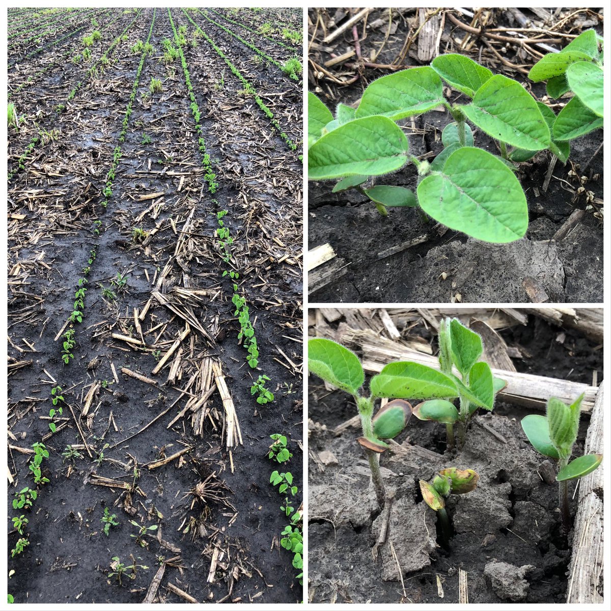 chad_vest's tweet photo. Rainy day in SE Iowa #adepidyn as a seed treatment continues to shine against ILeVO in the #seedcare technology trials. (13 DAP). Can u spot the differences? https://t.co/1qg02NBcwD