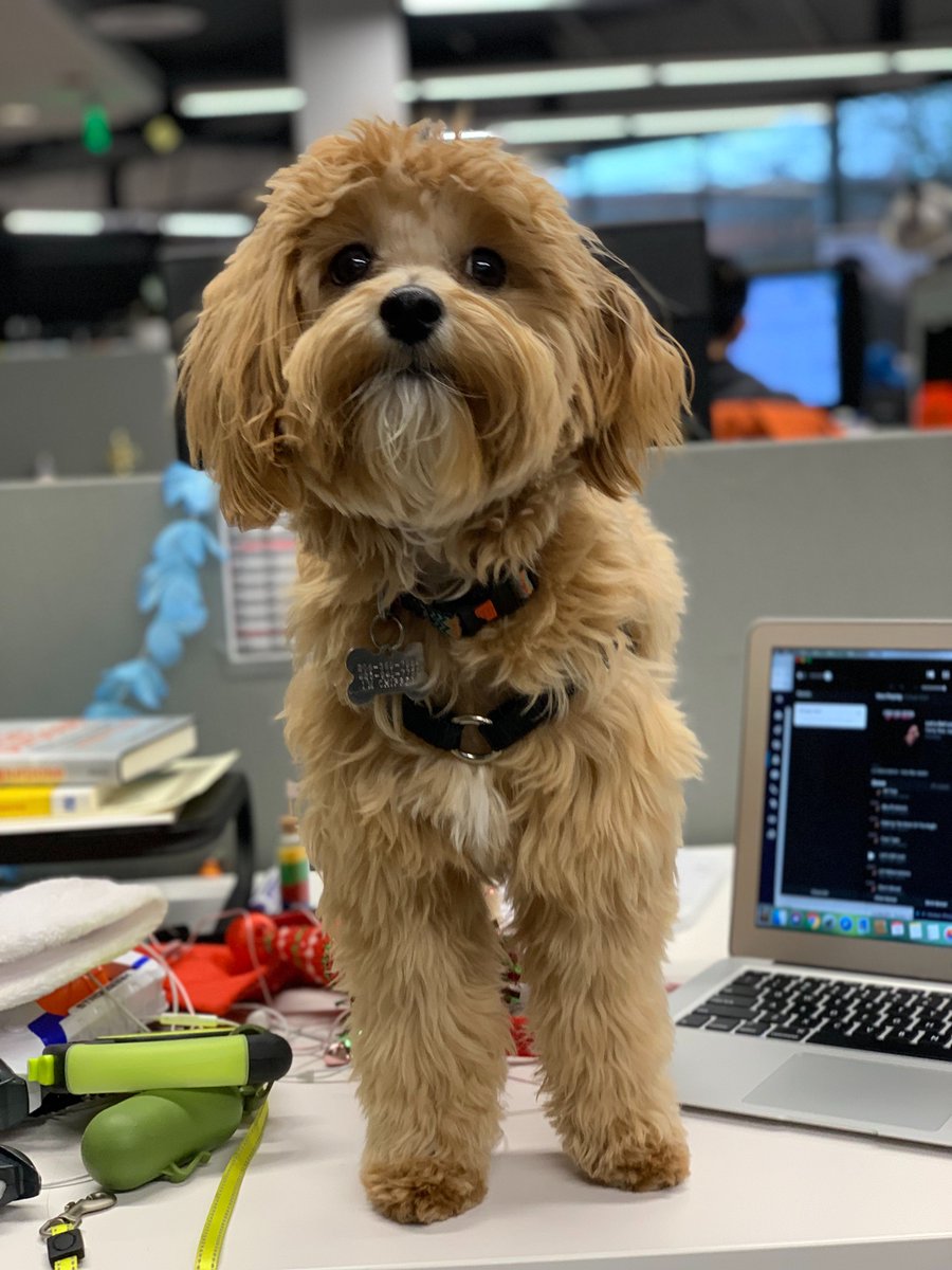 TINYpulse's tweet image. It&apos;s #takeyourdogtoworkday everyday here at #TINYPulse — here&apos;s Ernie saying what&apos;s up to everyone @takeyourdog @darth