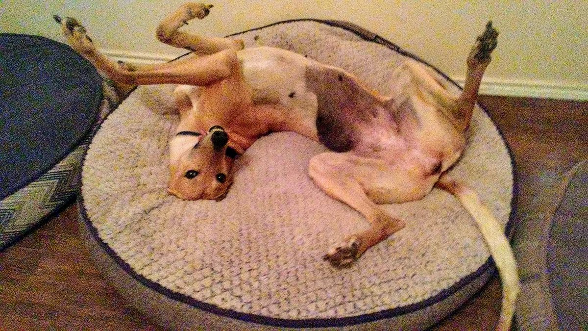GaltxOrg's tweet image. Smurf's up! (upside down that is)!  Smurf is just chillin waiting on her forever family to come take her home.   *We have a bit of a wait list for dogs that are small animal safe.  galtx.org/hounds/smurf.s…. #greyhounds #smurf