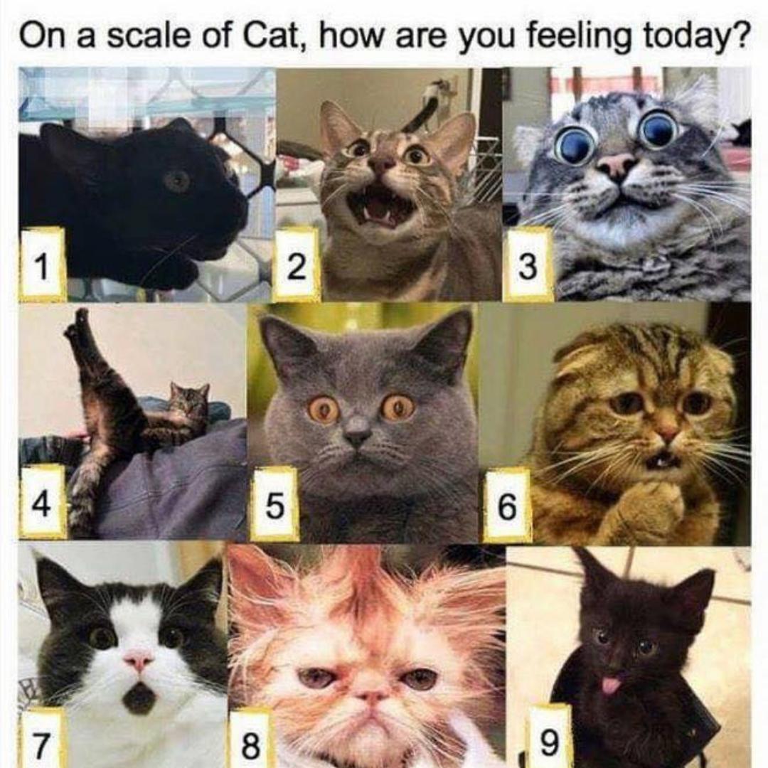 halfthewayhome's tweet photo. How are you feline?
#HTWH #Atlanta #cat #atl #puns #jokes #fridayfeeling #friyay #weekendvibes #weekend https://t.co/0oqpXCCLls