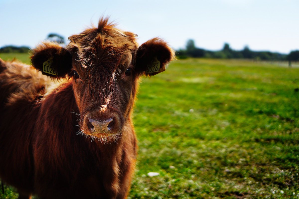 FeedexCo's tweet photo. It’s the First Day of Summer! The start of a new season is a good time to have your animals checked out by a vet. We know you want to keep your animals happy and healthy! https://t.co/EmWVbUzV0d