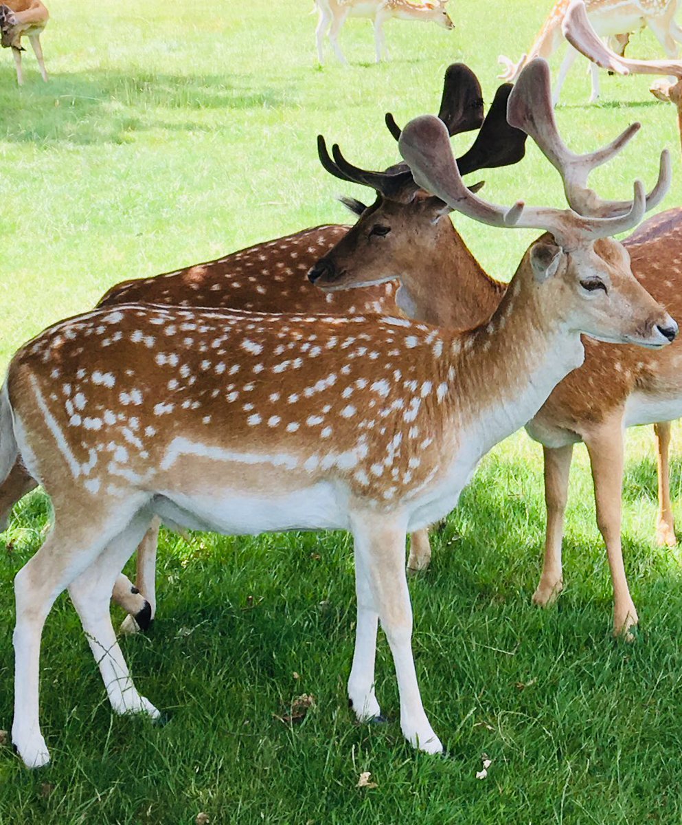 AnitaBacha's tweet photo. Freedom from fear is true freedom - Anita Bacha 
#writingprompt #QuoteToPonder #richmondpark #spotteddeer #birthingseason #naturalpark #myphotography https://t.co/HI3hF5uAwt
