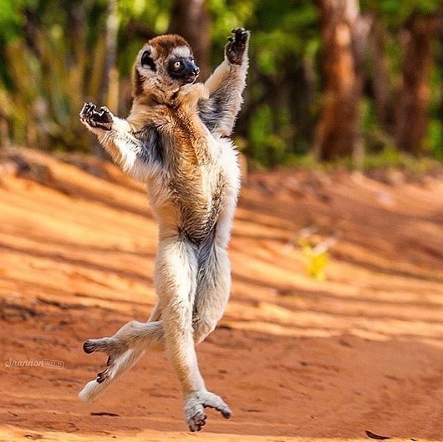 Tap if you will be strutting into the weekend like this! 💃🏽 PS: Also how one responds to our current clearance mega sale 
#friday #animals #weekend #tgif #cuteanimals #omg #itme #weekend #philadelphia