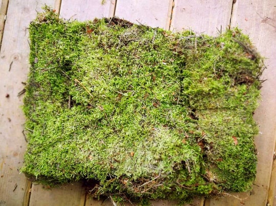 Excited to share the latest addition to my #etsy shop: Natural Moss, Sheet Moss etsy.me/2XtkjM0 #supplies #green #terrariums #brown #no #sheetmoss #naturalgreenery #fairygarden #vivariumlivemoss