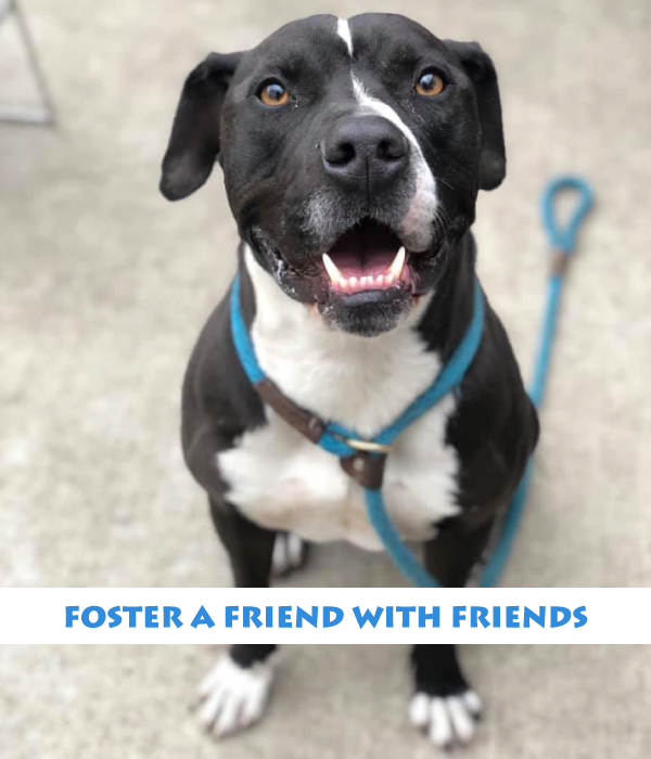 The animals at <a href="/ChicagoACC/">Chicago Animal Care and Control</a> need your help. Foster homes for larger dogs like our short and stout buddy below, Black Keys, are most in need. Want to be part of the solution? Sign up and save a life today! Learn more and apply to foster here -> fcacc.org/foster-an-anim… #FosterFriday