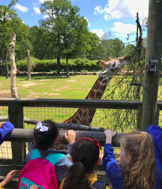 hlambert28's tweet photo. Had the most amazing day at @KnowsleySafari today with Year 1. What incredible life experiences for our children #lifeexperiences #reallifelearning #smilesallround @EssaPrimaryAcad https://t.co/5zmqoA2Xt1