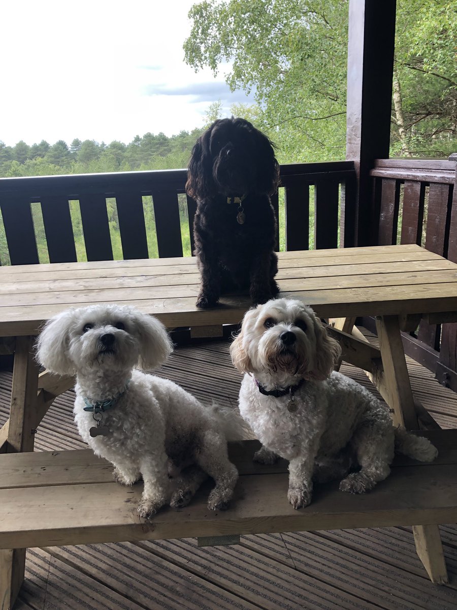 billythecavapoo's tweet photo. Yesterday mum took me to a country park. We did walking, sniffing, playing and had a picnic! (We got a pack of chicken slices to share 😋) https://t.co/gSPG4dzrGa