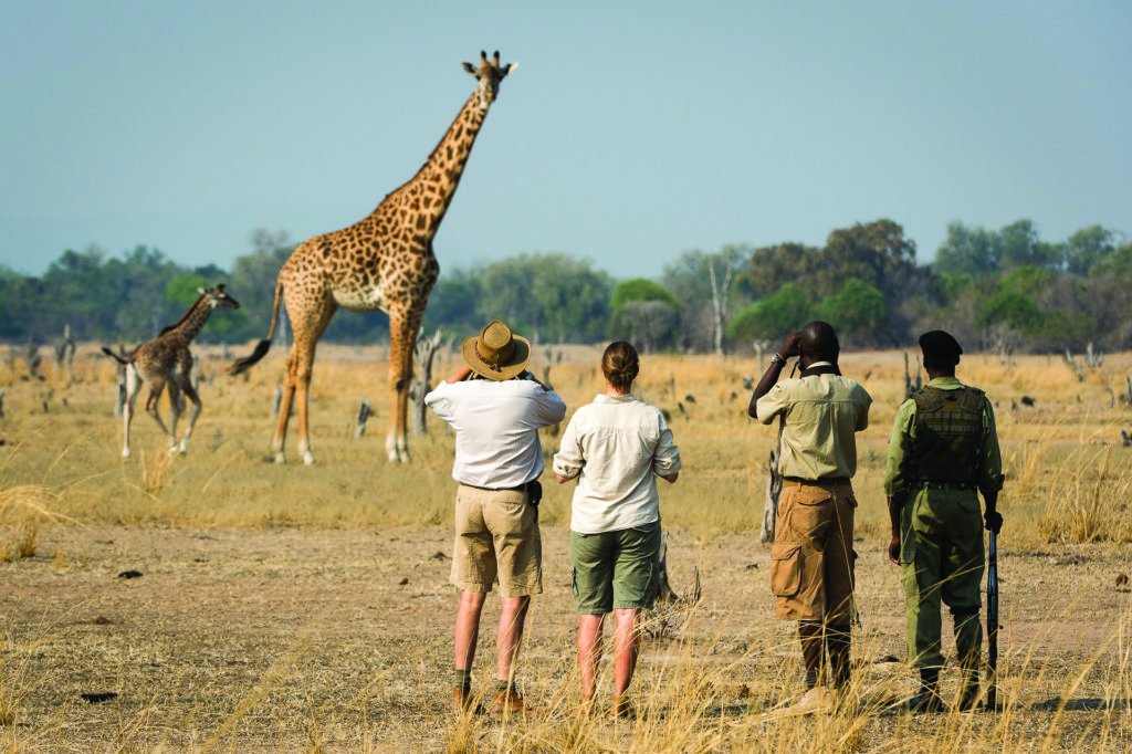 AACSafari's tweet photo. Today is World Giraffe Day: a celebration of these beautiful creatures and the work of giraffe conservationists across Africa.
So we'd like to suggest 7 great walking adventures you can go on in Africa . And yes, for some of them you can see giraffe!
https://t.co/5spuhziFTD https://t.co/KyOqBDiSP6