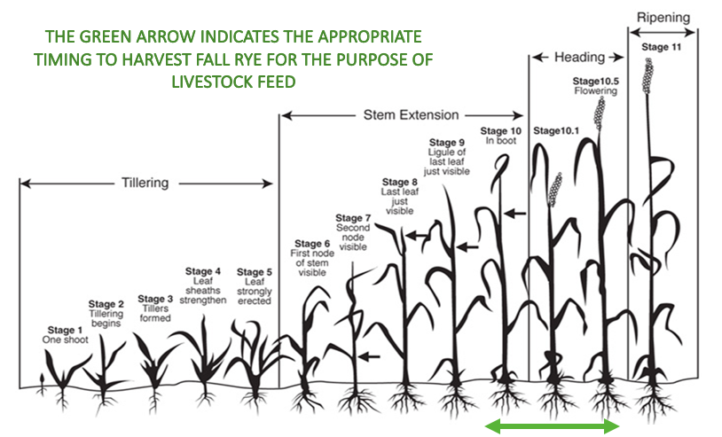 prairiebeef's tweet photo. As hay fields continue to struggle due to lack of moisture, we want to give you information about feed alternatives, one being fall rye. If it is harvested at flag leaf to flowering stage, fall rye will have feeding qualities similar to that of barley in the soft dough stage. https://t.co/HS5VpBEfWU