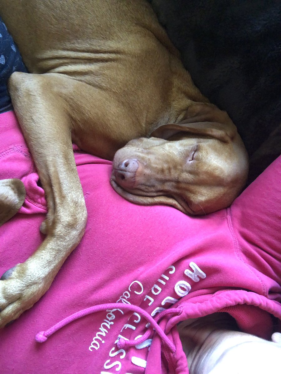 TheMistressRox's tweet photo. They’re so professional 💜 #flumping #Vizslas #MexicanPointer #MyWorld https://t.co/I6AmyEwzKJ