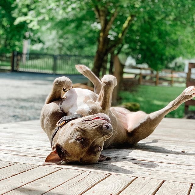 #repost 📷@dieselandthepotato 
. 
instagram.com/p/By-w-InAhJw/…
.
#thepitbullnation #pitbulls #pitbull #dontbullymybreed #pitbulllove #pitties #pitbullmom #pitbulllife #pitbulladvocate #pitbullpride