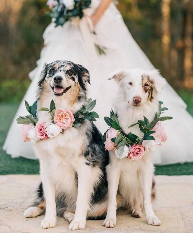 With This Ring tweet media