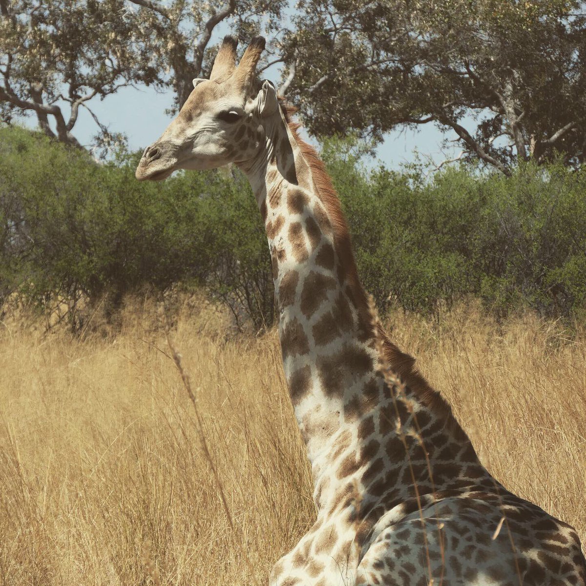 Brave_Africa's tweet photo. Happy #WorldGiraffeDay! We love these graceful and gorgeous creatures. They always bring a smile to our faces. https://t.co/OyMBTCZvT1