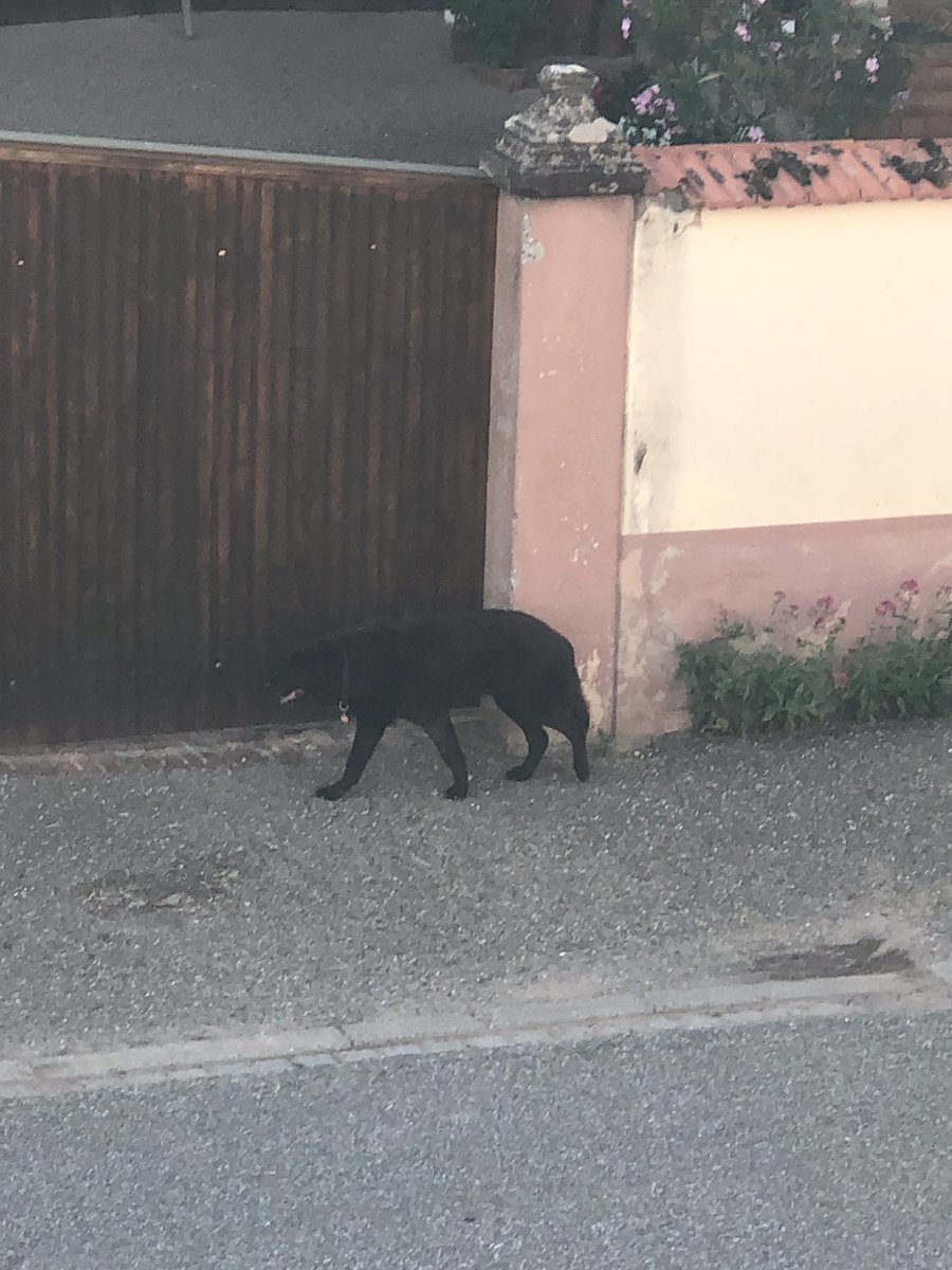 ⚠️⚠️ chien aperçu à INGENHEIM (67) aujourd’hui à 20h, il porte un collier, il est très maigre, il boite et il est très craintif.
Si vous avez vu quelqu’un qui le recherchait, partagez au maximum svp !! ⚠️