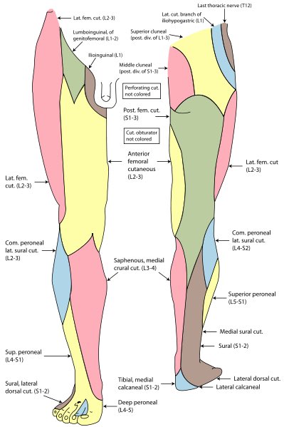 Nerve Chart Arm