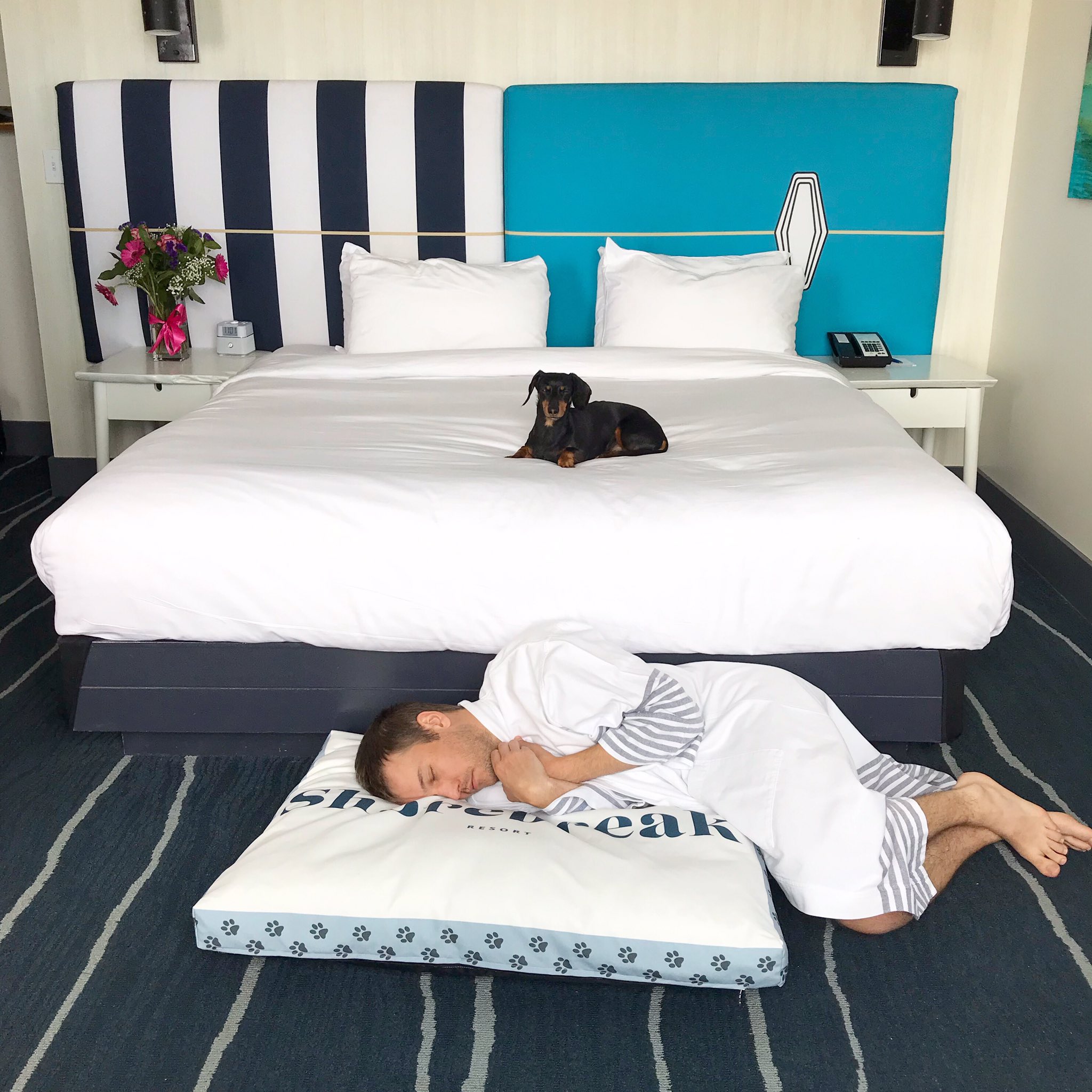 Crusoe The Dachshund On Twitter At Least They Gave Him A Large Size Dog Bed Thanks For The Star Treatment Kimpton
