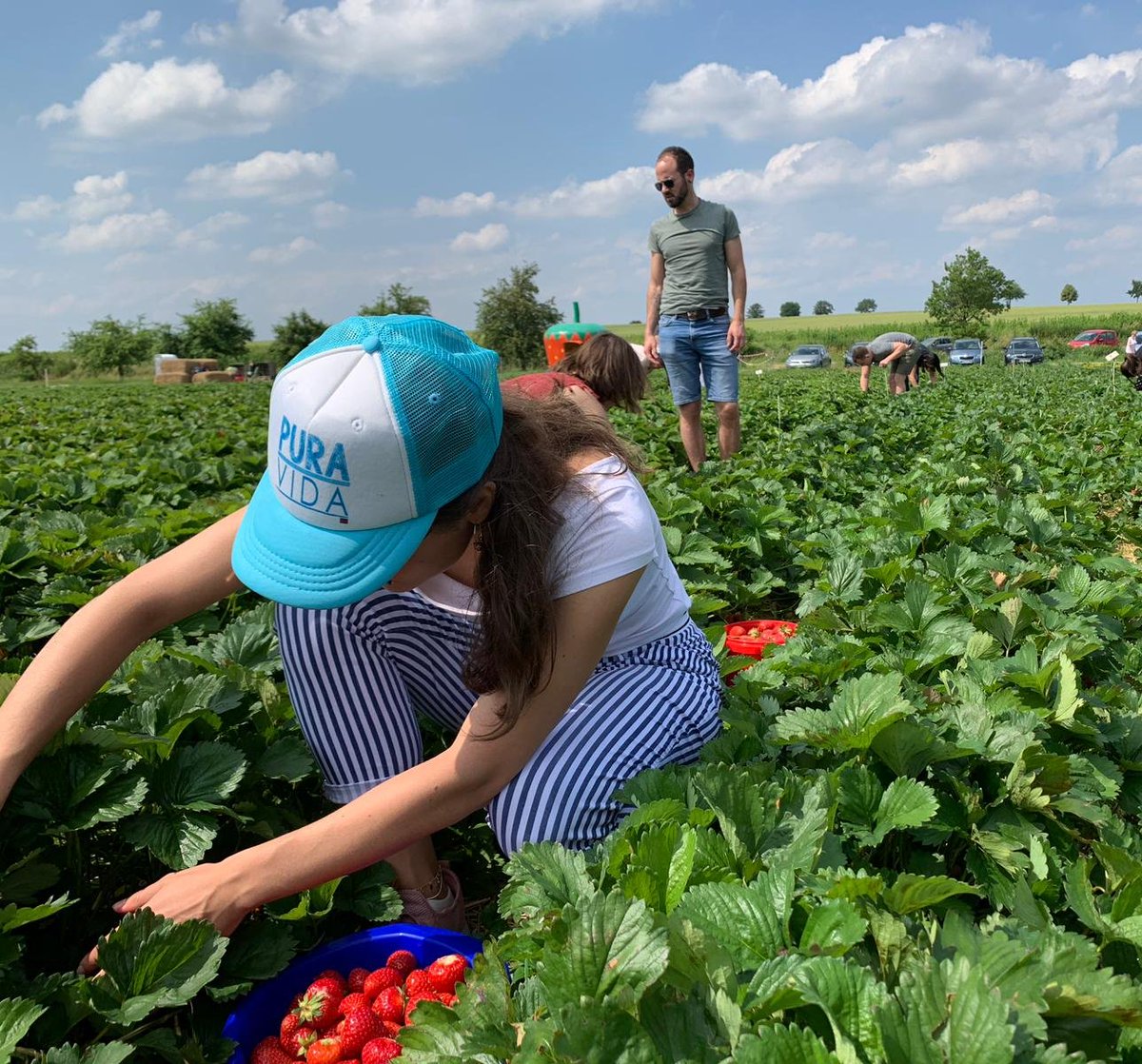 Today we took @BrinkmannLab to the #strawberry field! 🍓 This was also #teamwork 😎 
#labmates #friends #scienceandfun