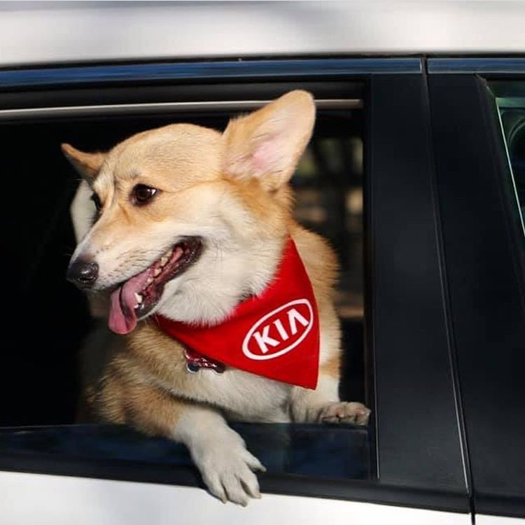 Summer adventure season is finally here! Time to grab your four-legged adventure pal and let the good times roll. ☀️🐶🚗#FirstDayOfSummer #KiaPets 📸: @trufacorgi