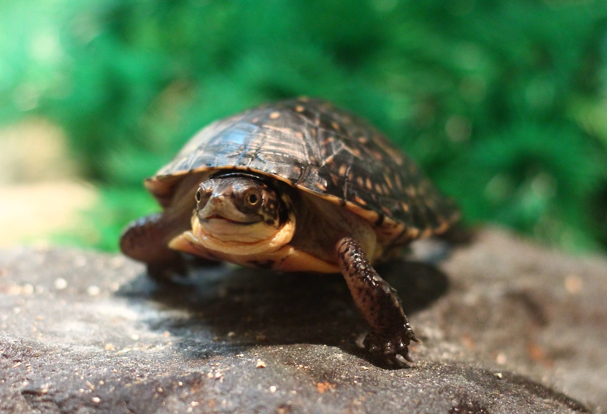TheTorontoZoo tweet picture