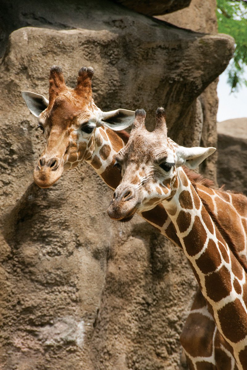 Happy #WorldGiraffeDay. Appropriately named, World Giraffe Day celebrates the longest-necked animal on the longest day of the year! #StandTallForGiraffes