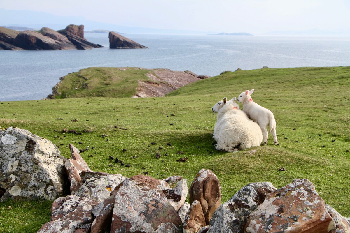 DhubhEstate's tweet photo. Just enjoying the view! Split Rock at #Clachtoll has plenty of admirers!! @VisitScotland @Scotland @TouristScottish @discoverassynt #Scotland https://t.co/V1iQtHxTUZ