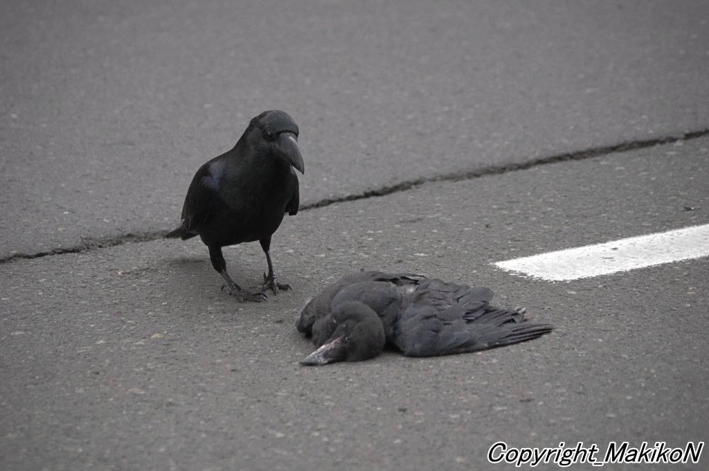 Npo法人札幌カラス研究会 私が雛の死骸を回収してもまだ見張っていた 雛はまだ生きているかのように温かかった カラスの愛情深さを垣間見るシーンである ここまでに至るまにでは威嚇行動があったはず それを 狂暴 危険 と言って 駆除して欲しい Npo法人札幌カラス研究会 私が雛の死骸を回収してもまだ見張っていた 雛はまだ生きているかのように温かかった カラスの愛情深さを垣間見るシーンである ここまでに至るまにでは威嚇行動があったはず それを 狂暴 危険 と言って 駆除して欲しい