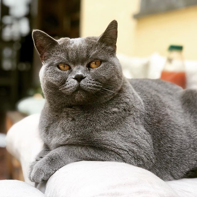 What a day on the balcony ☀️ sunshine and lot of birdies 🦜😻😹
.
.
.
#meowdel #sunshinecat #balkonien #catmyboss #myplace #katzen #bsh #bkhkatze #catfluencer #sonnenbad