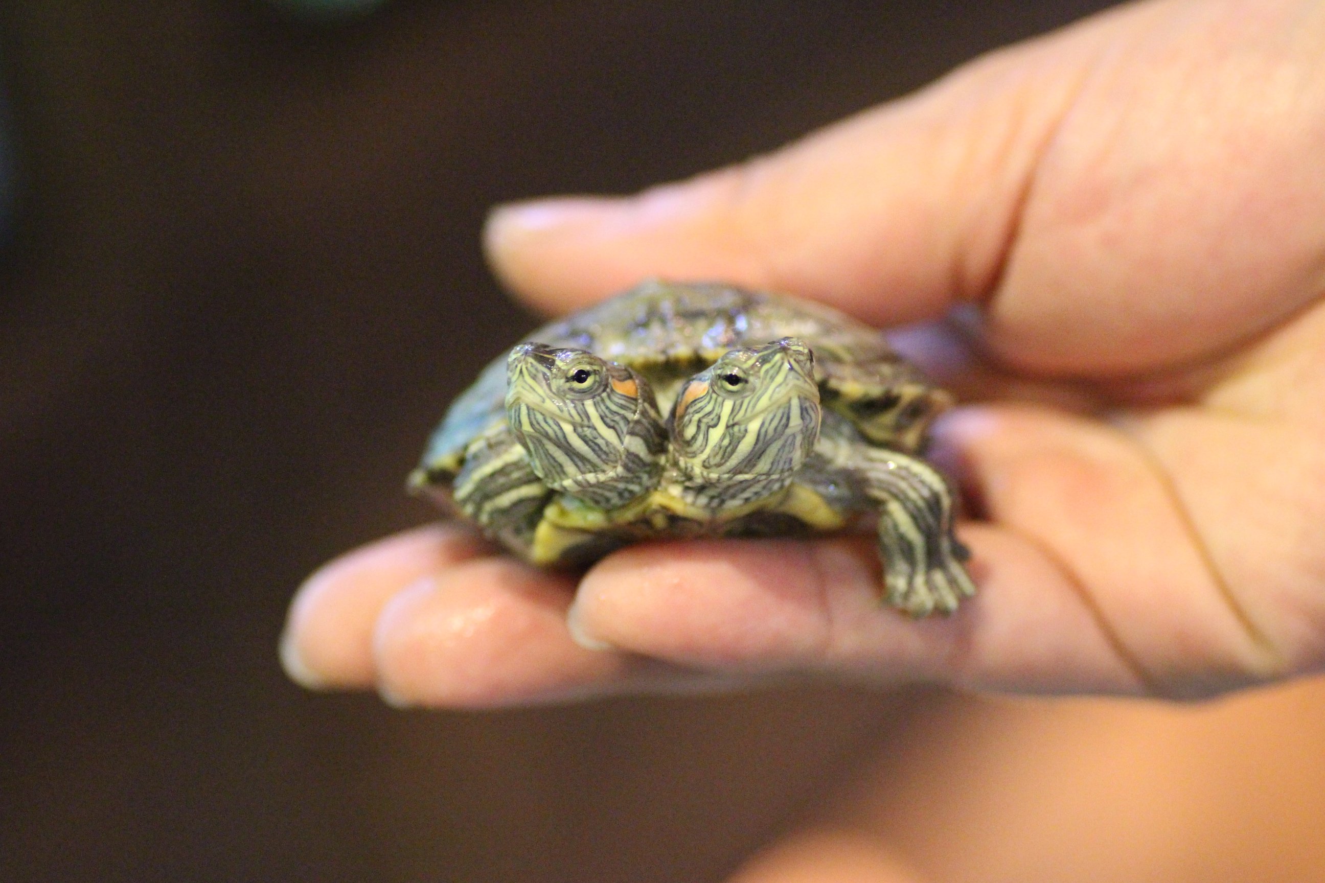 ミドリガメ 生体紹介！色変ミドリガメいろいろ〜 : 爬虫類倶楽部 J