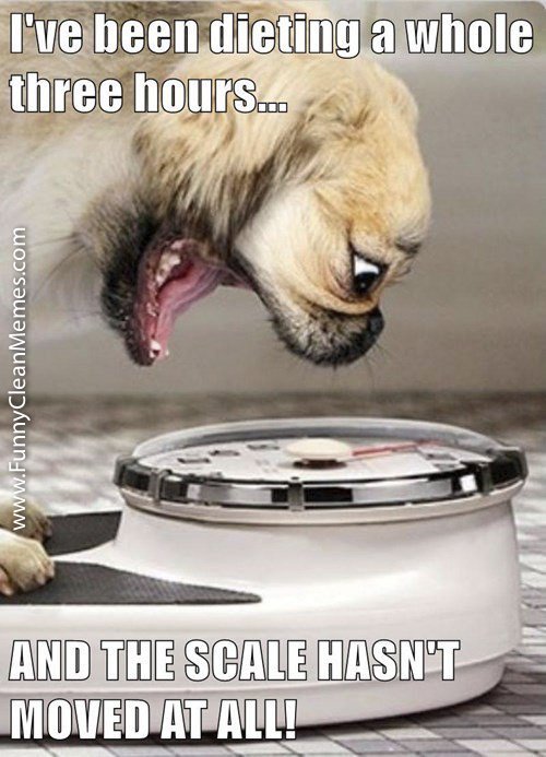 TechGadgetHub_'s tweet image. IN remembrance of your quest for the perfect Summer Body, here are some of my favorite Dieting Memes! 

funnycleanmemes.com/dieting-weight…