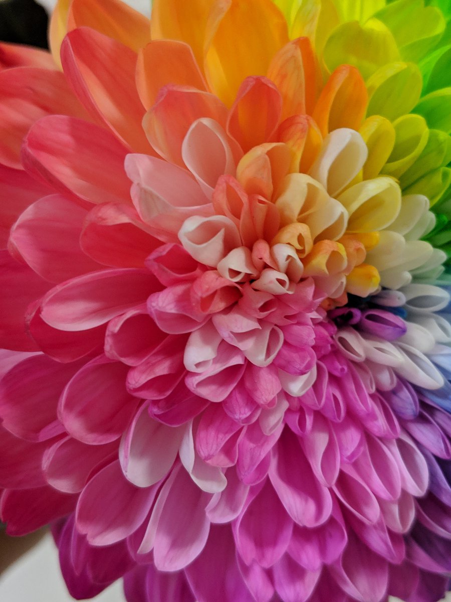 虹色の花 虹色の花