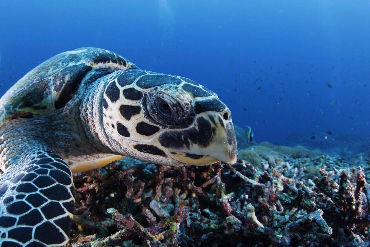 Turtle Time!

Want to dive with these amazing creatures? Book your dive adventure at twinislanddive.com

Photo by: buck_taylor_

#Turtle #LunchTime #TurtleFeeding #Hawksbill #Diving #ScubaDiving #NusaPendia #PADI #FunTimes