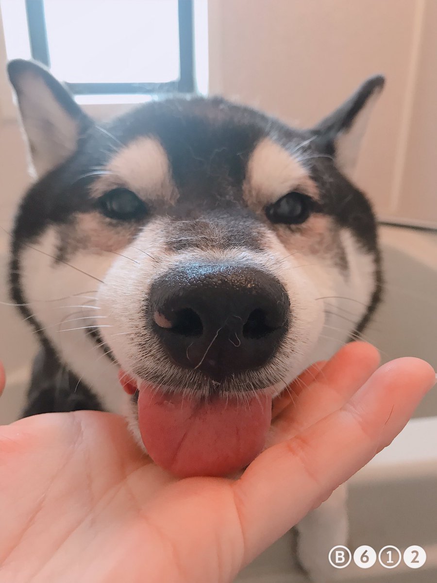 文明の利器でブラッシング😊
さぁ、2ヶ月ぶりのしゃんぽーや、なー子🤣